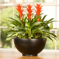 office-plants-guzmainia-bowl