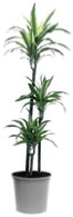 dracaena goldcrest office plants